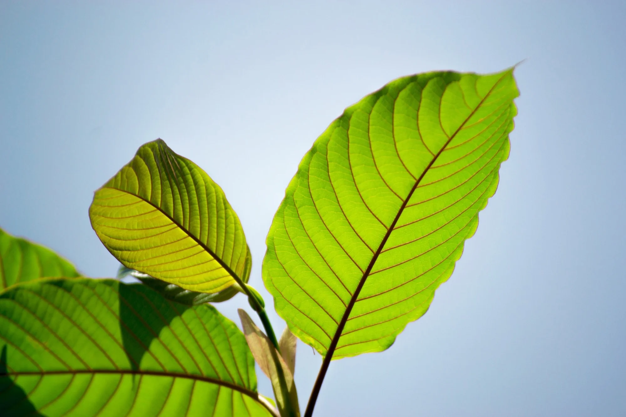 kratom effects